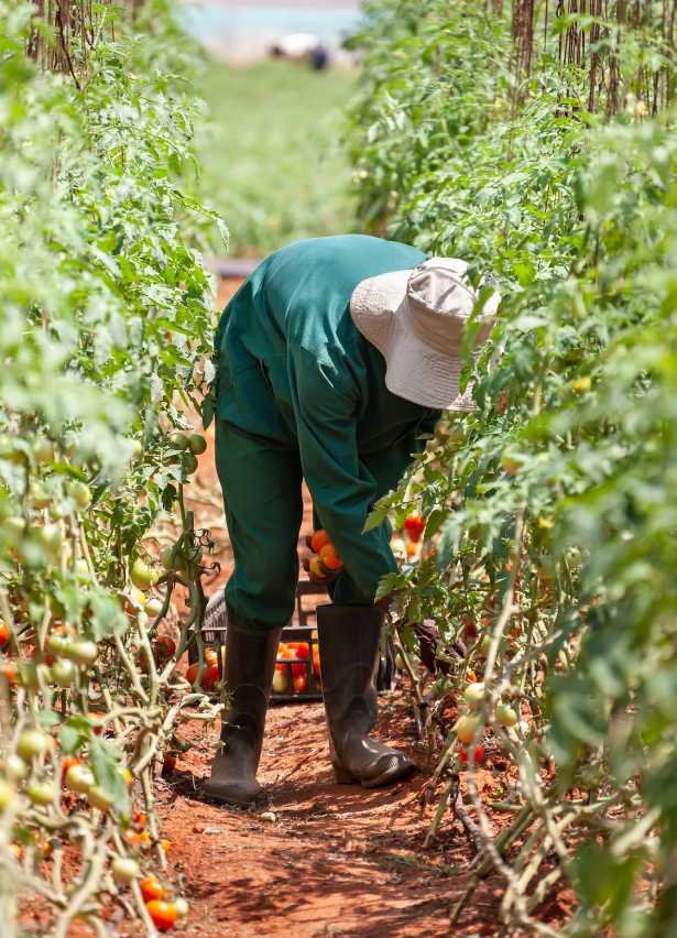 kowshaj%20Farms%20Resources%20LTD